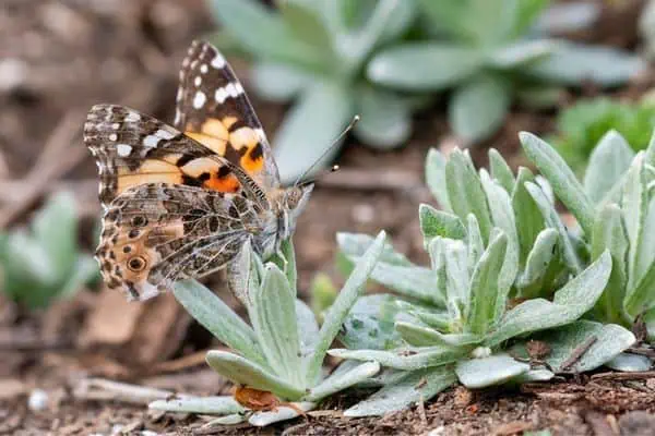 Mariposa Painted Lady poniendo huevos