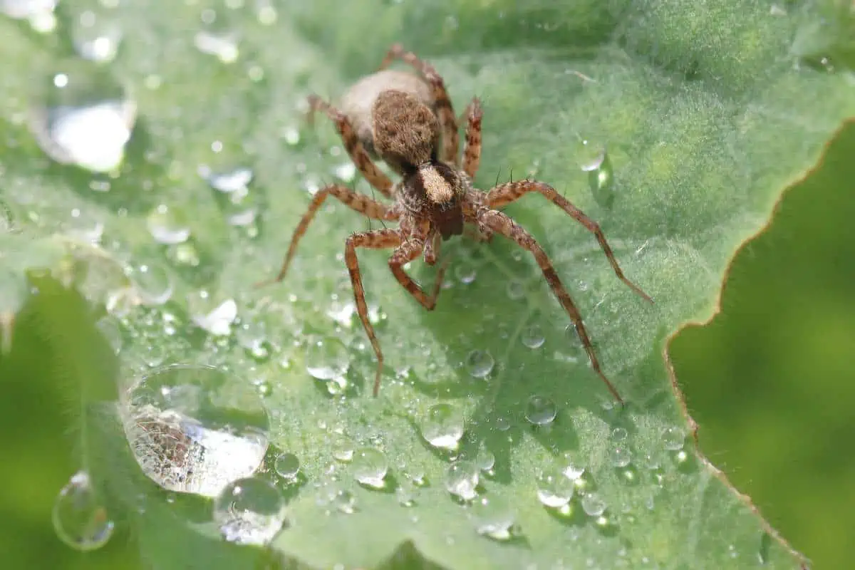 Una araña lobo sobre una hoja.