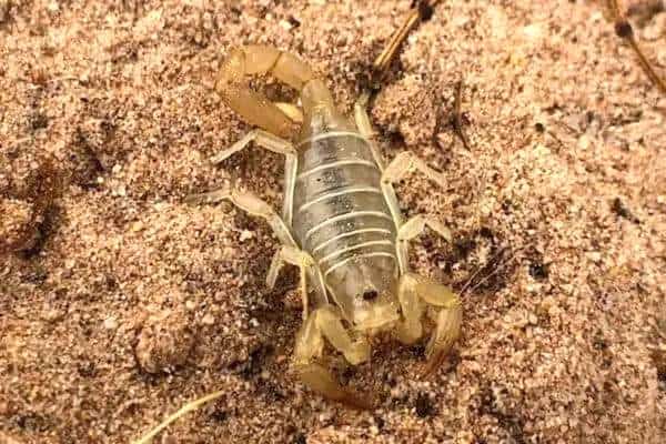 Escorpión de arena de Borrego