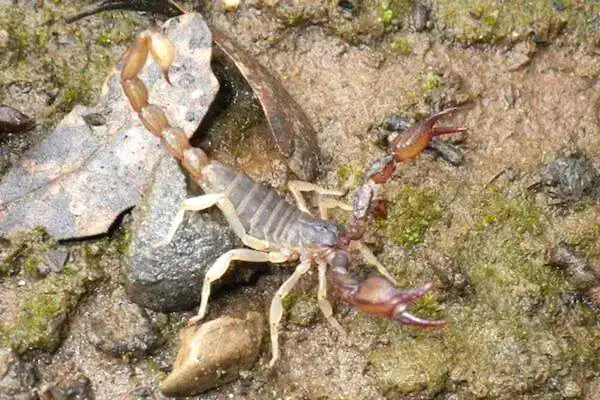 Escorpión del bosque occidental (también conocido como escorpión del bosque de California)