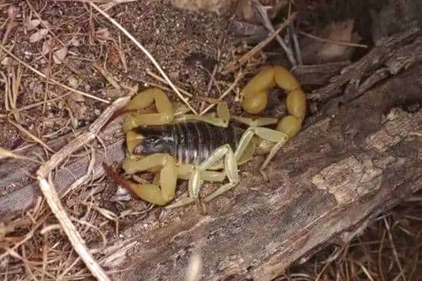 Escorpión peludo anza-borrego