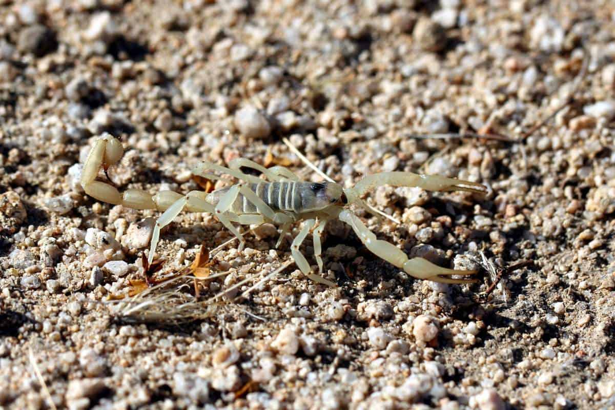 14 Escorpiones en California (información Y Fotos)