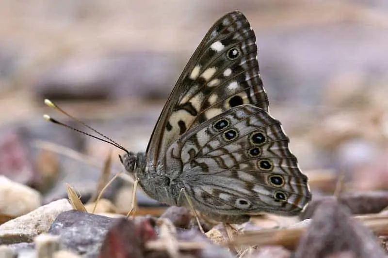 mariposa emperador almez