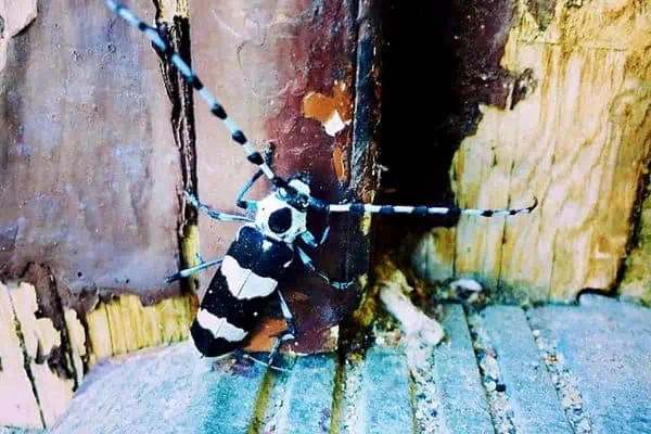 barrenador del álamo
