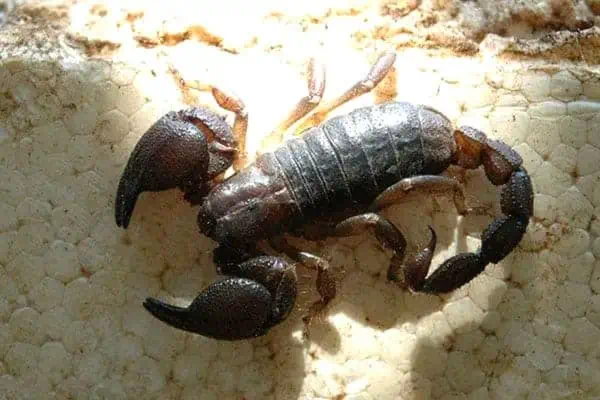 Escorpión de garras grandes