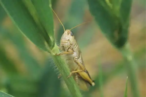 Saltamontes de dos rayas