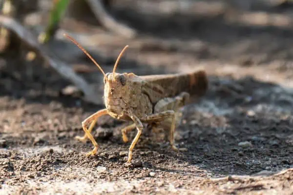 saltamontes carolina