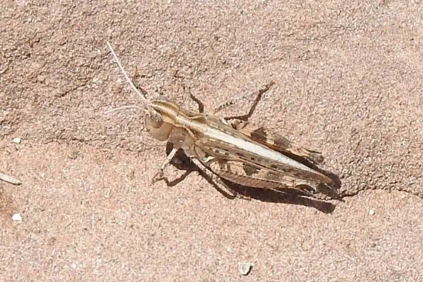 Saltamontes de bigotes blancos