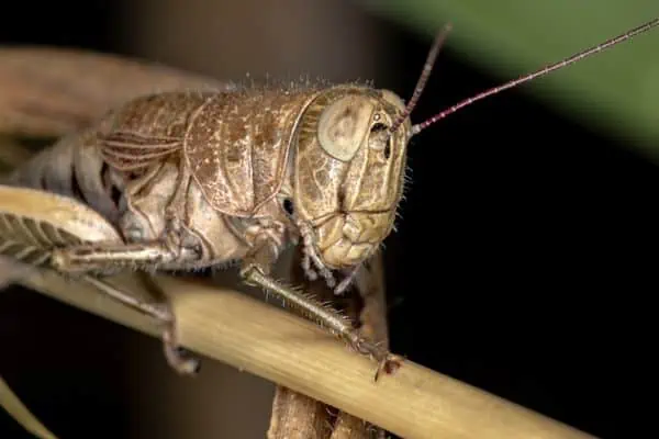 Saltamontes de garganta espuela