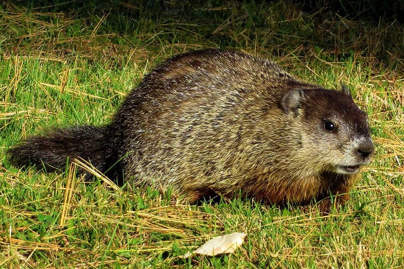 ¿Dónde Viven Las Marmotas? ¿dónde Viven Las Marmotas?