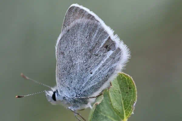 Mariposa cobre azul