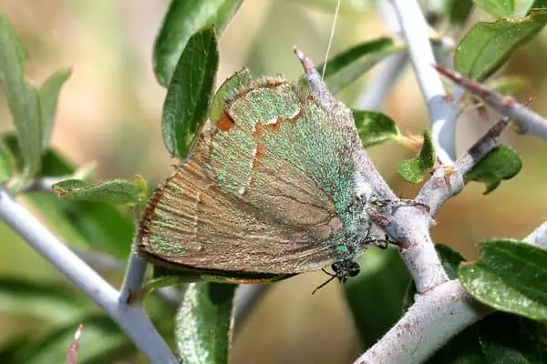 Mecha de pelo verde occidental