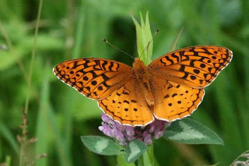 mariposa fritillary afrodita