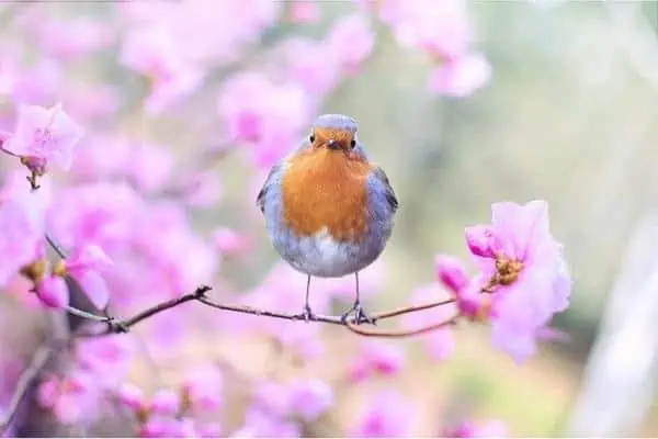 Aves