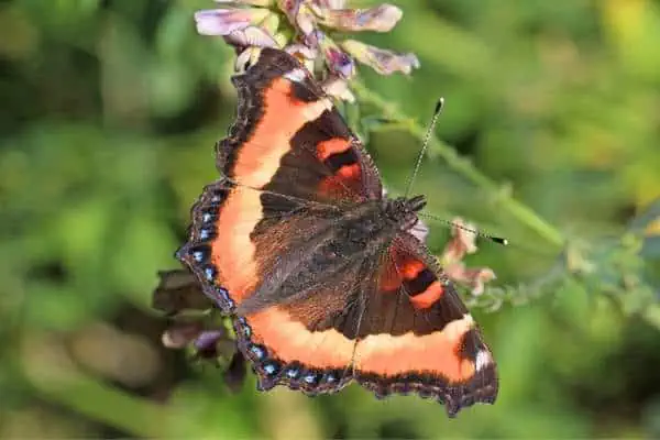 Mariposa carey de Milbert