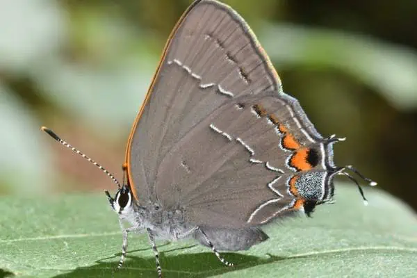 Mariposa de pelo de roble en una hoja