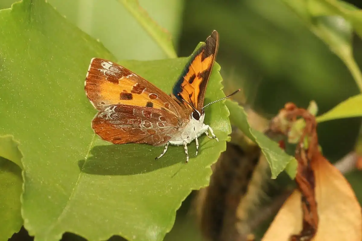 mariposa cosechadora