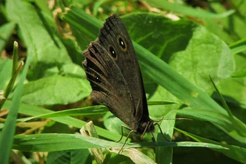 Ninfa del bosque común