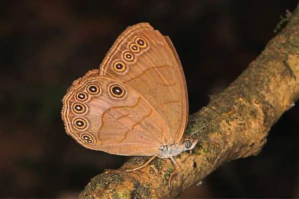 signo de interrogación mariposa en flores