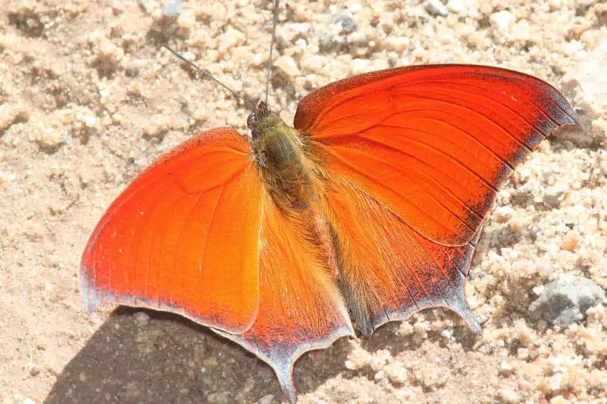 Mariposa ala de hoja de cabra