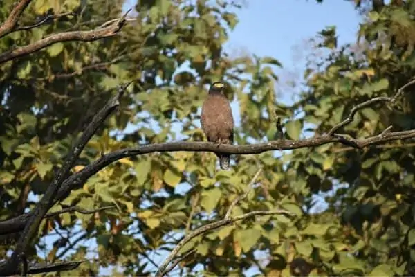 Águila Serpiente Marrón