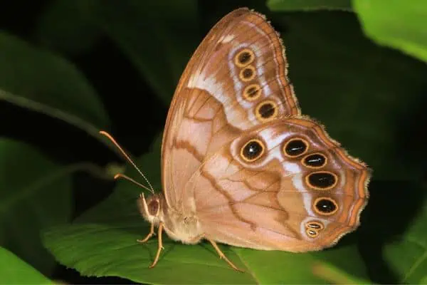 Ojo nacarado del sur