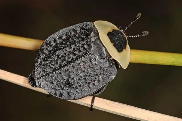 Escarabajo carroñero americano