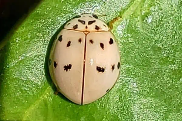 Mariquita gris cenicienta