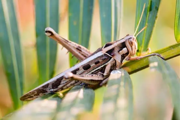 saltamontes arrugado