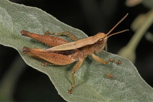 Saltamontes de cara inclinada verde