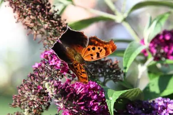 Mariposa de signo de interrogación en flores