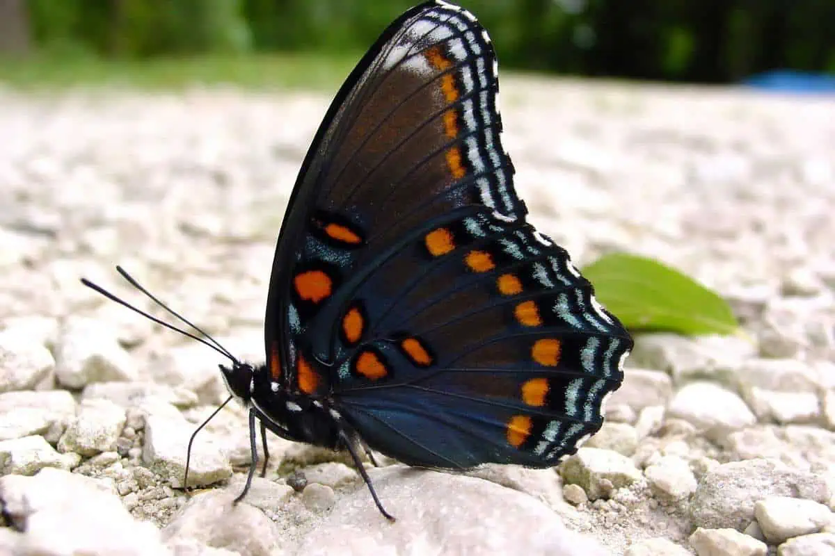 Mariposa morada con manchas rojas