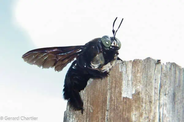 Abeja gigante de Borneo