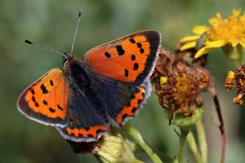 mariposa de cobre americano