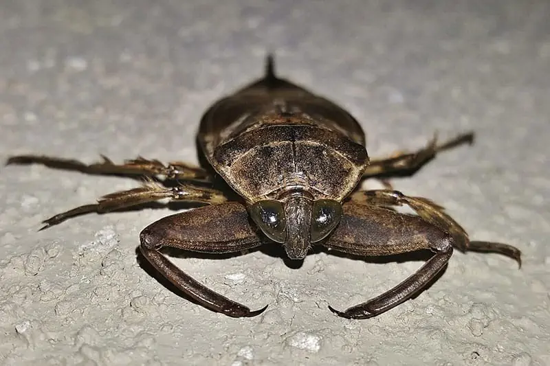 Insecto de agua gigante