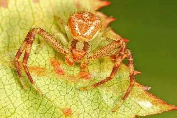 Araña cangrejo del norte en una hoja