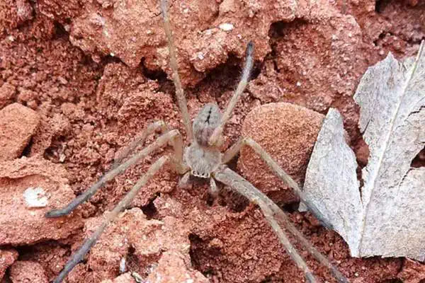 Araña cazadora dorada