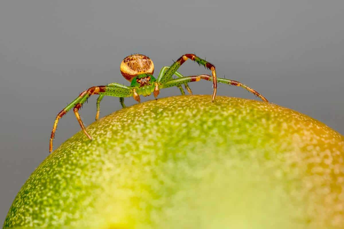 8 Arañas Interesantes Que Parecen Cangrejos