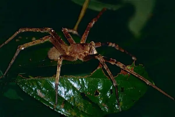 Araña errante brasileña