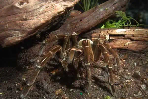 Pájaro goliat comiendo tarántula