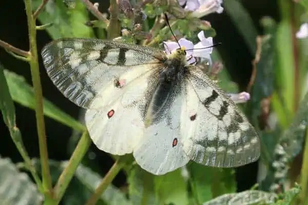 Clodio parnasiano sobre una flor