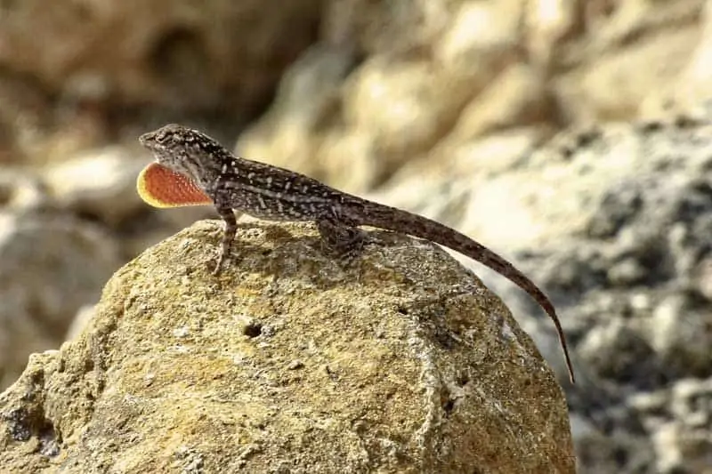 anole marrón