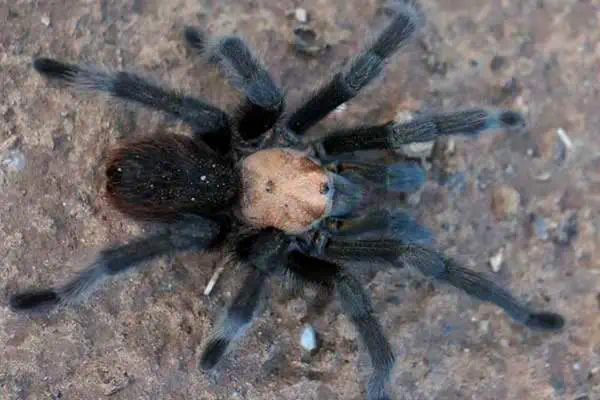 Tarántula rubia del desierto