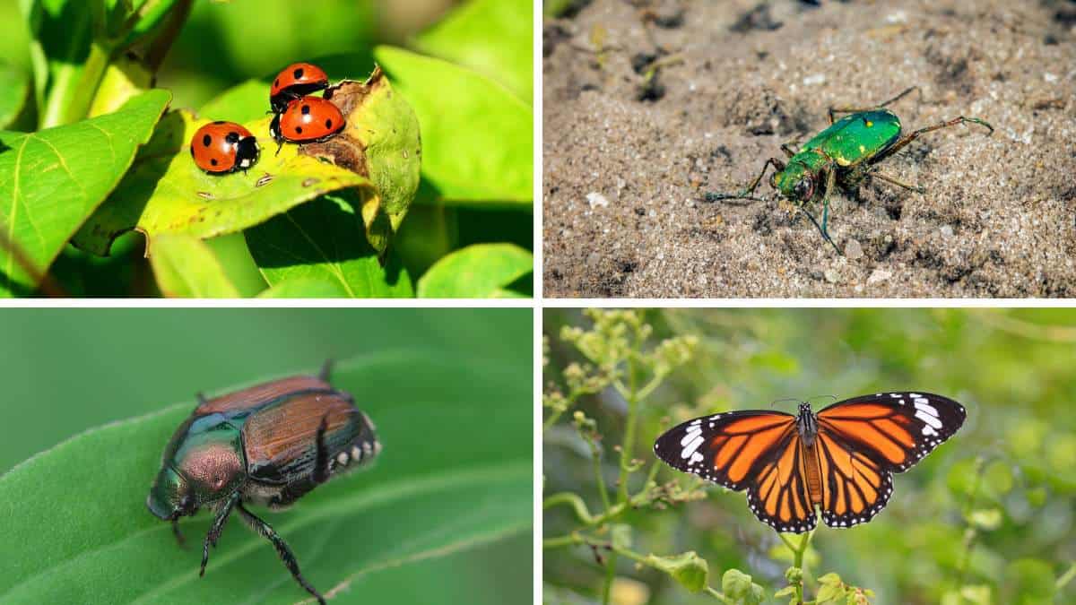 18 Ejemplos De Insectos (imágenes)