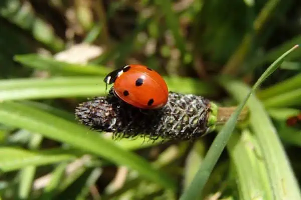 Mariquita de siete manchas