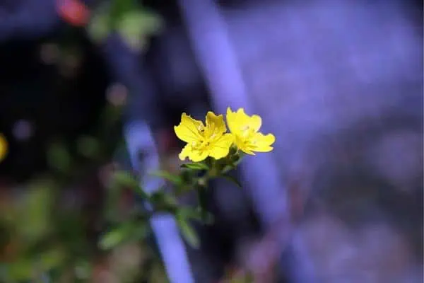 Onagra