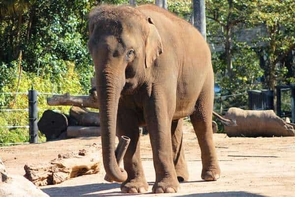 Elefante asiático de pie