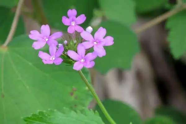 Verbena simulada costera