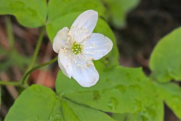 Flor de anémona de Piper
