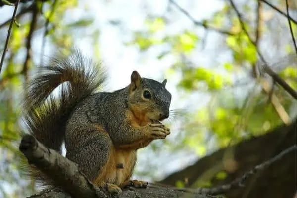 Ardilla de árbol comiendo